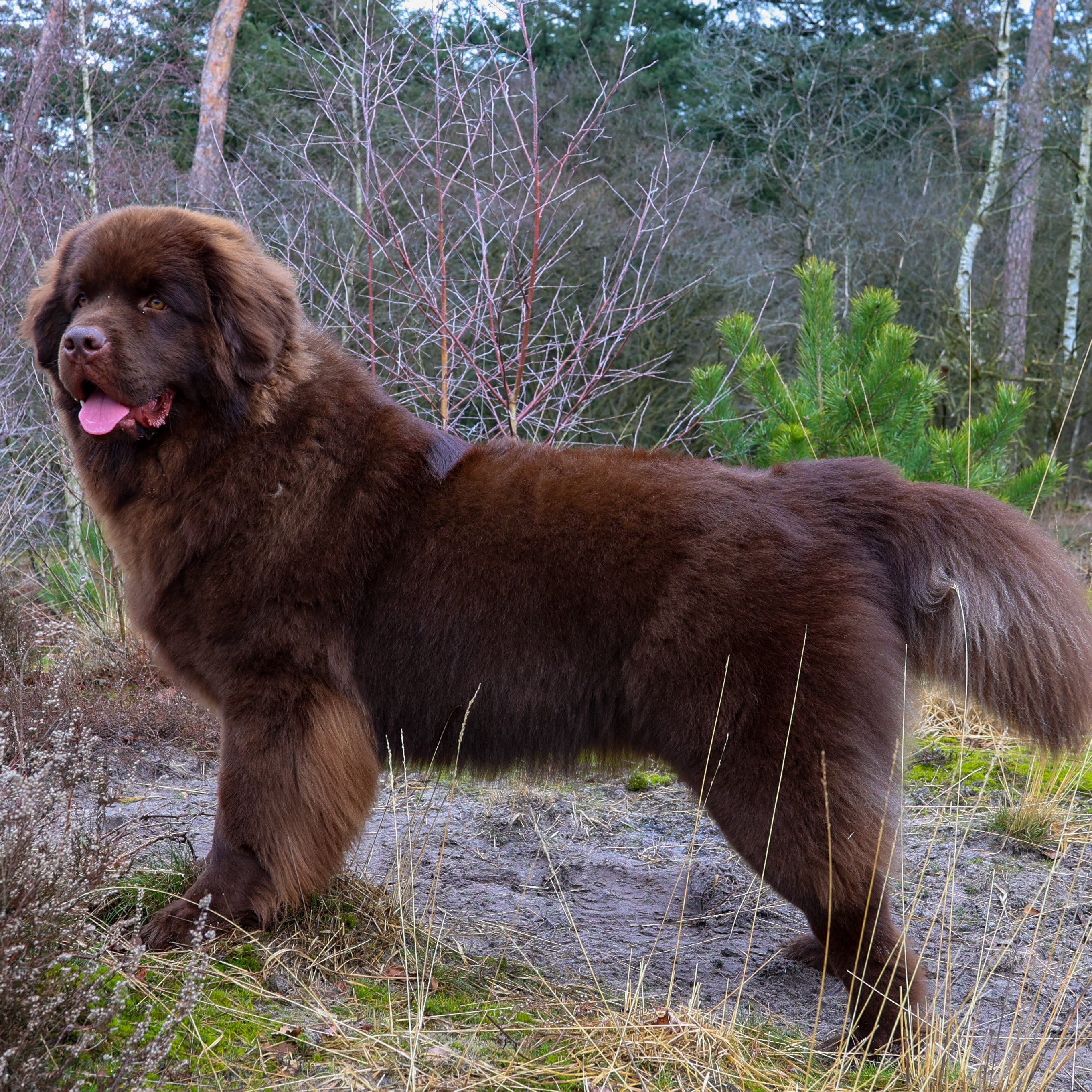 Tjeske 9 Maanden oud