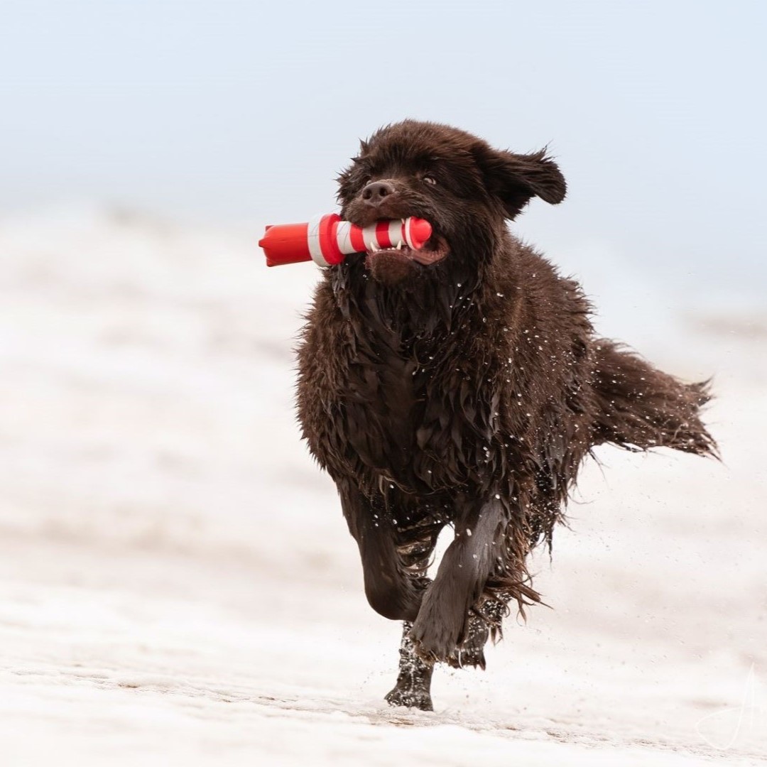 Tjeske 11 Maanden oud