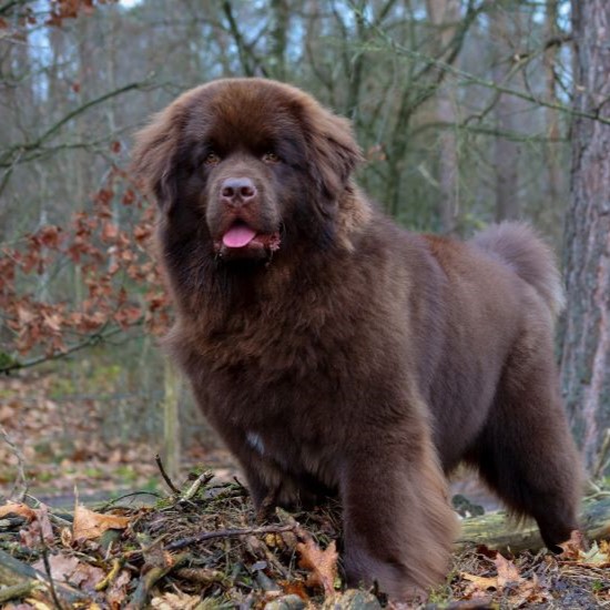 Tjeske 9 Maanden oud