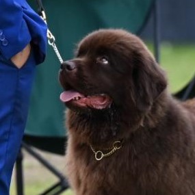 Tjeske 11 Maanden oud