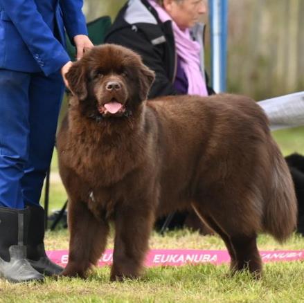 Tjeske 12 Maanden oud